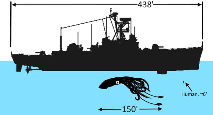 Drydock inspection of U.S.S. Stein