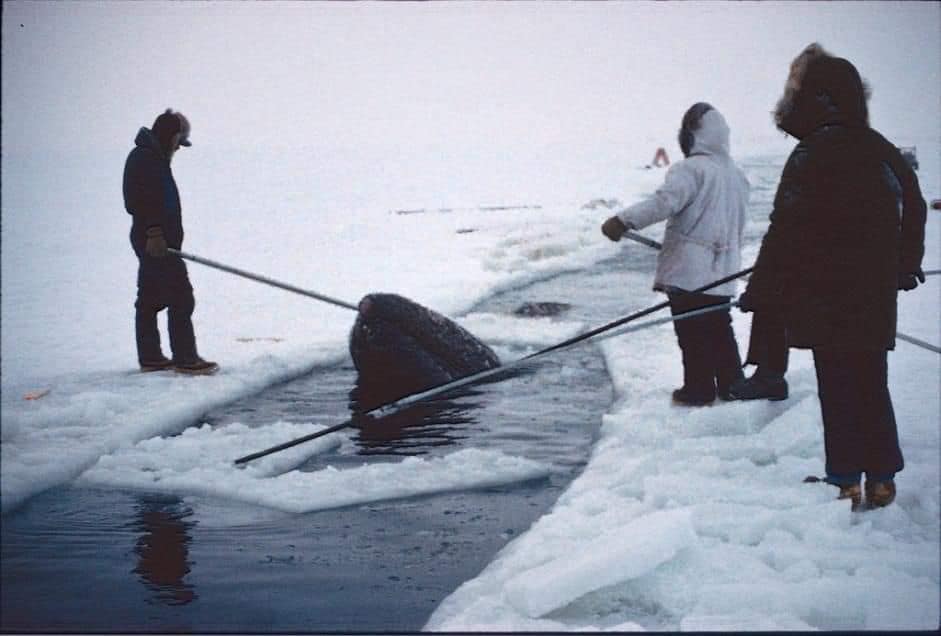 Whales trapped in ice