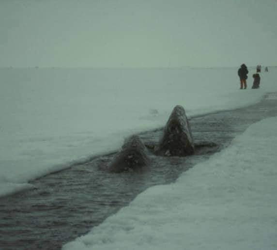 Whales being rescued